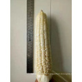 Online  pioneer frozen sweet white waxy corn maize seeds